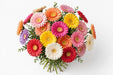 Next Day Delivery - GERBERA ASSORTED 50cm 10st x50 - Assorted - 50 Stems [LIMITED]