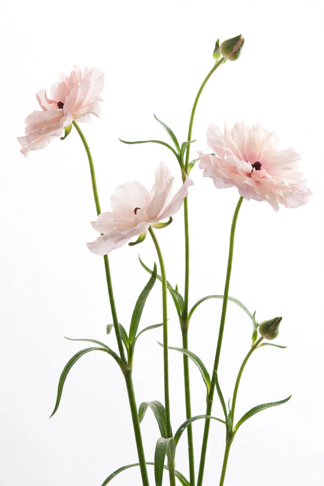 Ranunculus Flower Collection - Butterfly Ranunculus Ariadne Blush Pink 60-70CM (120 STEMS / BX)