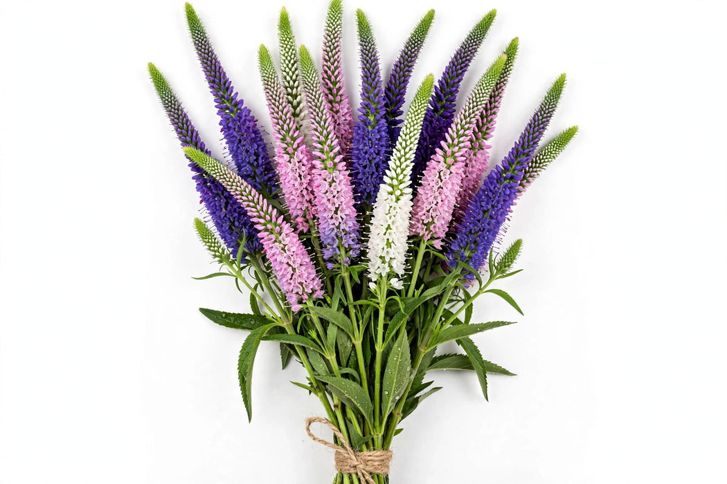 Veronica Assorted 60cm - 12 Bunches/Box