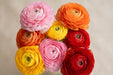 Ranunculus Flower Collection - Ranunculus Assorted 4 Colors 50-60CM (120 STEMS / BX)