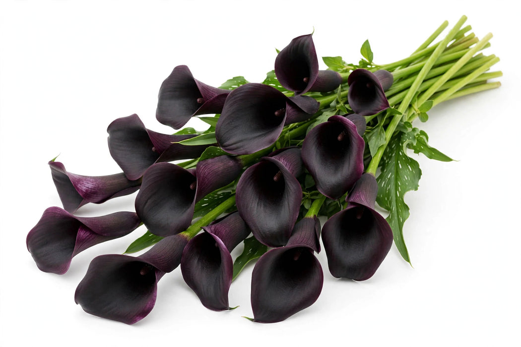 Next Day Delivery - CALLA MINI ODESSA 40cm 10st - Black - 80 Stems [LIMITED]