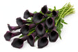 Next Day Delivery - CALLA MINI ODESSA 40cm 10st - Black - 80 Stems [LIMITED]