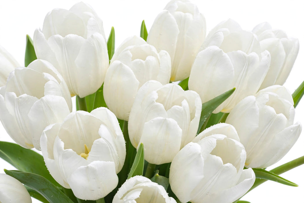 Tulip Collective - Lanka 36Cm 34Gram - White - 150 Stems