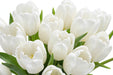 Tulip Collective - Lanka 36Cm 34Gram - White - 150 Stems