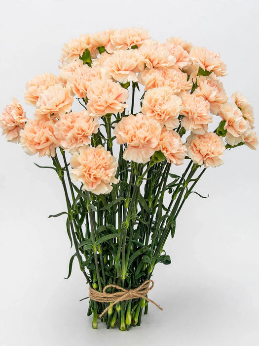 Carnations Peach Fancy 250ST/BX