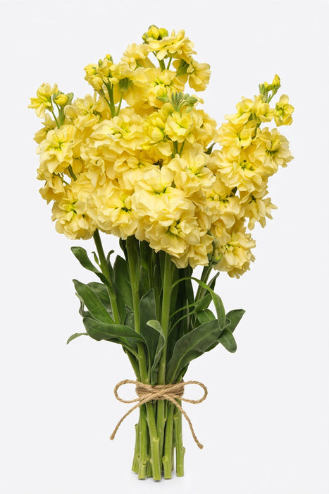 Stock Yellow 70CM 12BU/BX
