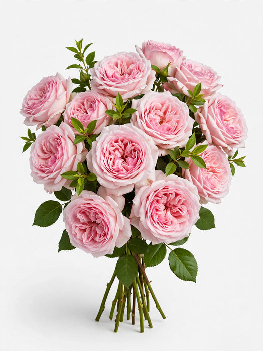 Next Day Delivery - ROSE PINK O'HARA 50cm 5,5cm 25st - Pink - 100 Stems [LIMITED]