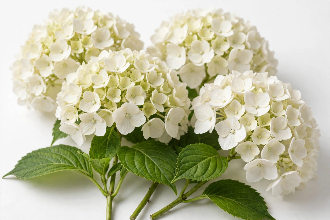 Next Day Delivery - HYDRANGEA WHITE SELECT 60cm 18cm - White - 40 Stems [LIMITED]