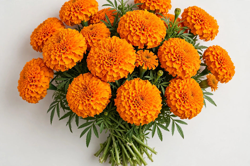 Next Day Delivery - African Marigolds Orange 20BU/BX