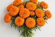 Next Day Delivery - African Marigolds Orange 20BU/BX