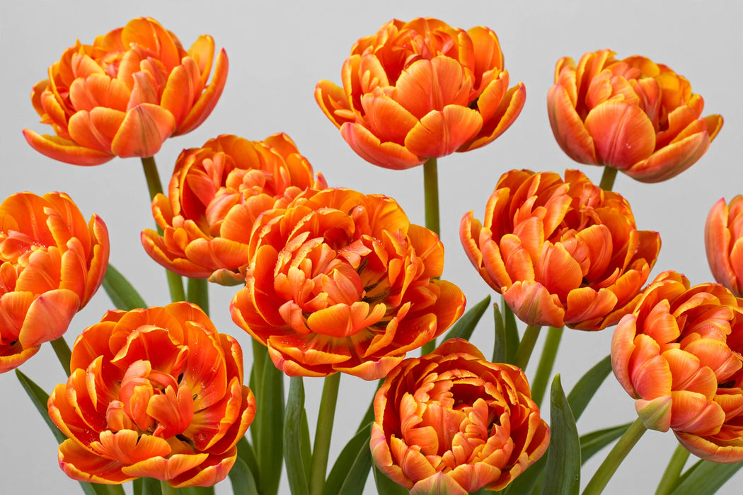 Tulip Collective - Double Queensday Ex - Orange - 150 Stems