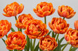 Tulip Collective - Double Queensday Ex - Orange - 150 Stems