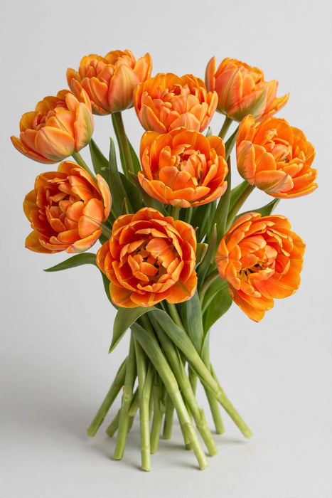 Tulip Collective - Double Sauron 35cm 35gr (50 STEMS / BX)