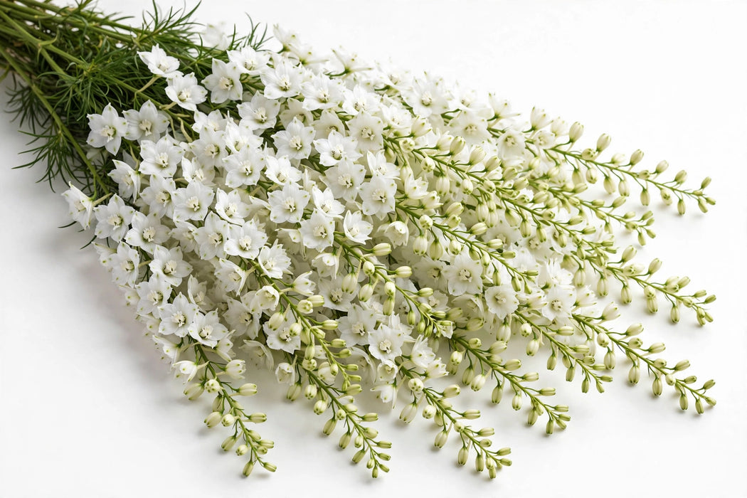 Next Day Delivery - LARKSPUR WHITE 80cm 10st - White - 120 Stems [LIMITED]