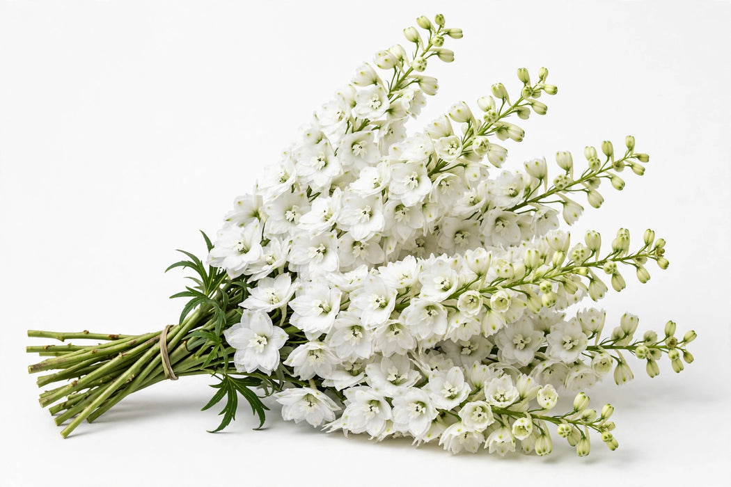 Next Day Delivery - DELPHINIUM EL PACIFIC WHITE 70cm 10st - White - 120 Stems [LIMITED]