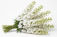Next Day Delivery - DELPHINIUM EL PACIFIC WHITE 70cm 10st - White - 120 Stems [LIMITED]