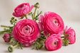 Ranunculus Flower Collection - Ranunculus Hot Pink 50-60CM (120 STEMS / BX)