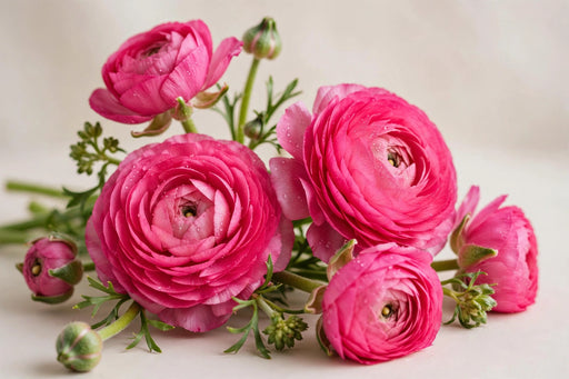 Ranunculus Flower Collection - Ranunculus Hot Pink 50-60CM (120 STEMS / BX)