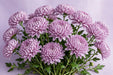 Next Day Delivery - DISBUD C COUTURE 70cm 10st - Lavender - 80 Stems [Limited]