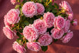 Next Day Delivery - ROSE CANDY EXPRESSION 50cm 5,5cm 25st - Pink - 100 Stems [Limited]