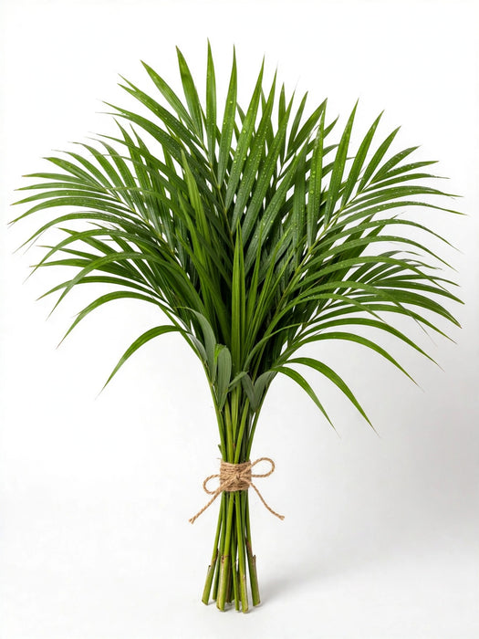 Cat Palm 80CM - 20 Bunches/Box (20 Stems/Bunch)