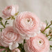 Ranunculus Flower Collection - Ranunculus Blush 50-60CM (120 STEMS / BX)