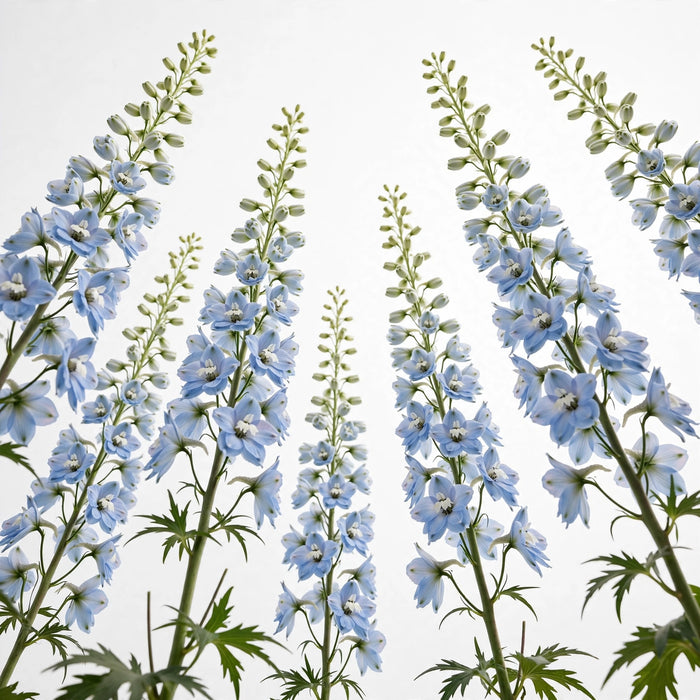 Next Day Delivery - DELPHINIUM BE SKY WALTZ 70cm 10st X180 - Light Blue - 180 Stems [LIMITED]