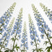 Next Day Delivery - DELPHINIUM BE SKY WALTZ 70cm 10st X180 - Light Blue - 180 Stems [LIMITED]