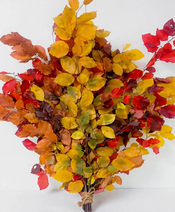 Copperbeech Fall Mix - 20 Bunches / Box (Mix & Match)