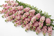 Next Day Delivery - STOCK BLUSH PINK 70cm 10st - Light Pink - 80 Stems [LIMITED]