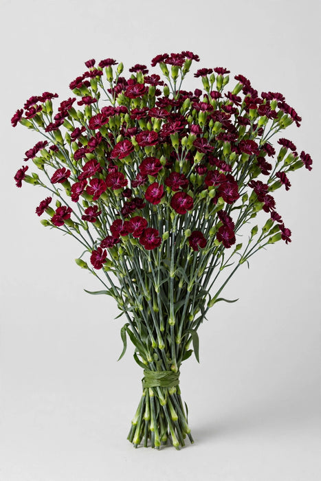 Mini Carnations - Moonberry (10 Bunches Bu)