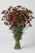 Mini Carnations - Moonberry (10 Bunches Bu)