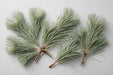 Next Day Delivery - White Pine Tips 20LBS.