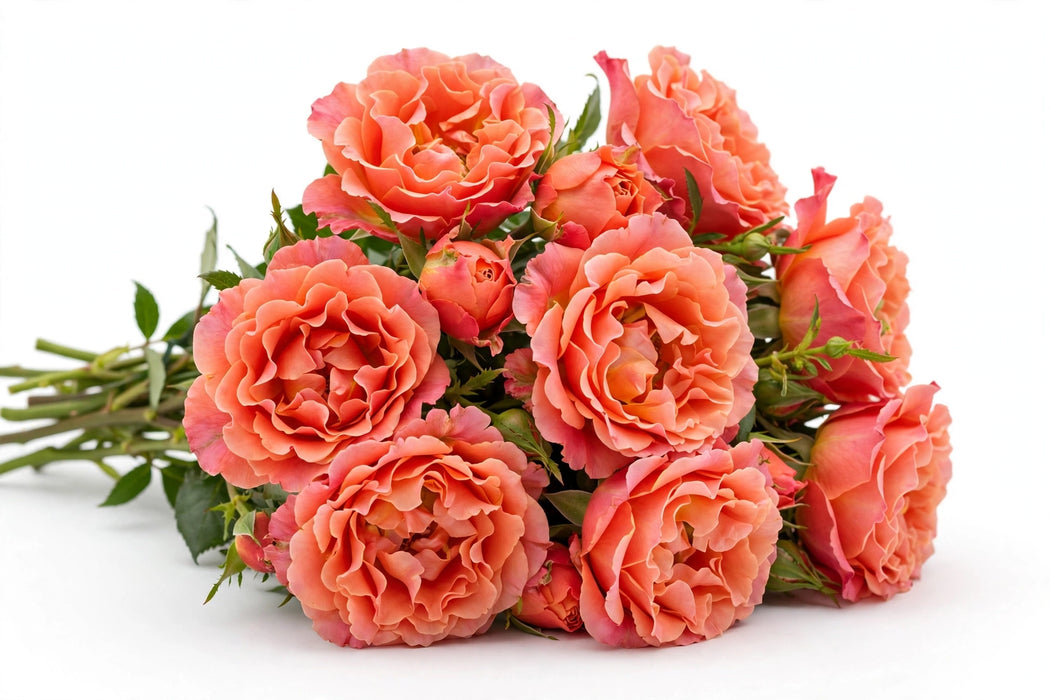 Next Day Delivery - ROSE MANDARIN EXPRESSION 60cm 4,5cm 25st - Coral - 100 Stems [LIMITED]