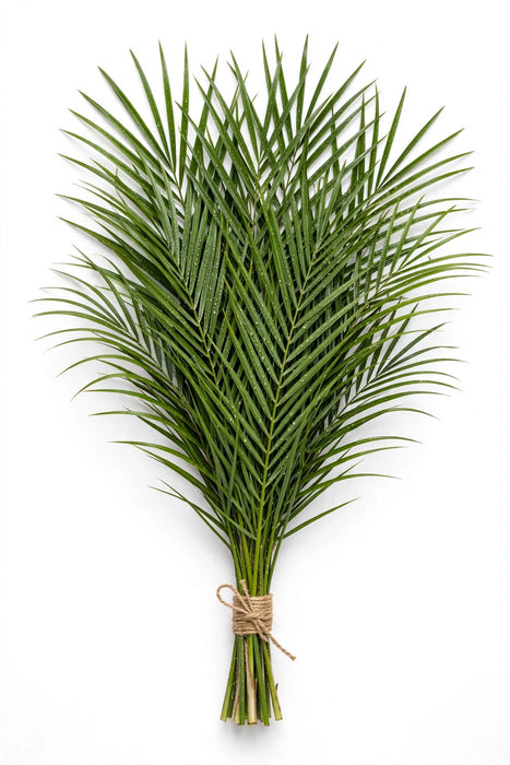 Robellini 70CM/25 BU x 20 STEMS