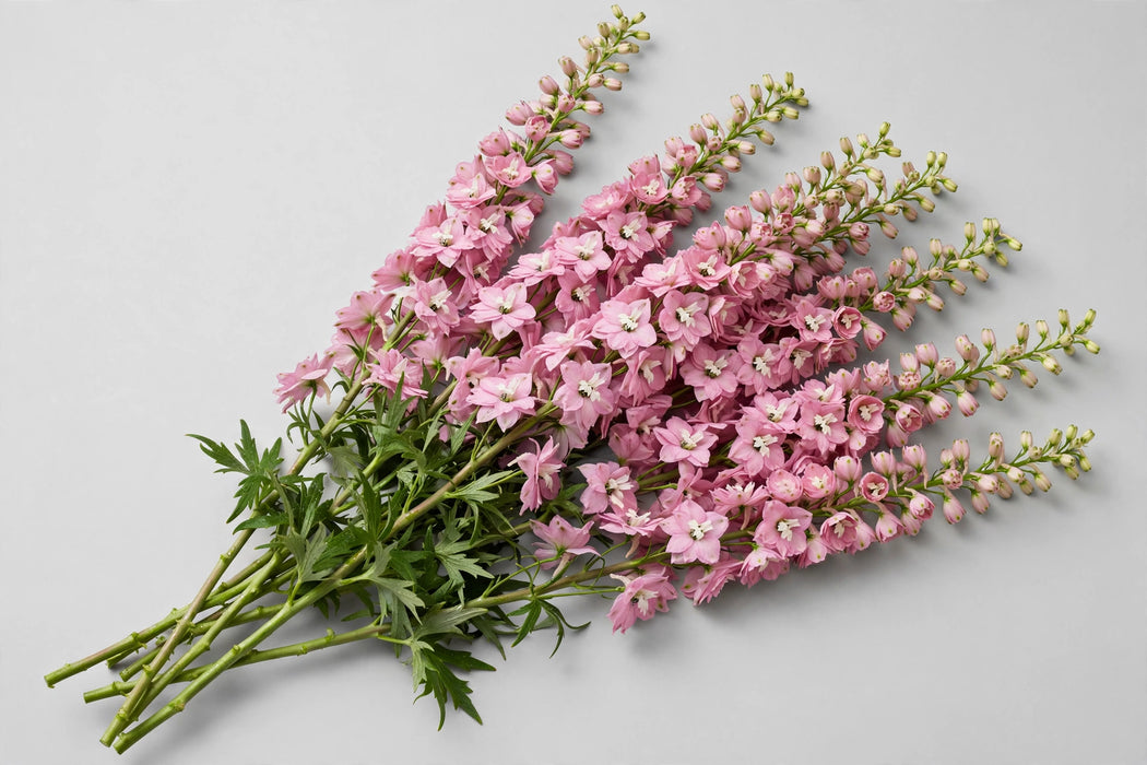 Next Day Delivery - Delphinium Hyb. Pink 12BU/BX