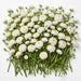 The Ranunculus Collection - Ranunculus White 30-40CM (100 STEMS / BX)