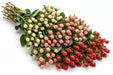Next Day Delivery - HYPERICUM COCO ASSORTED 70cm 10st - Assorted - 60 Stems [LIMITED]