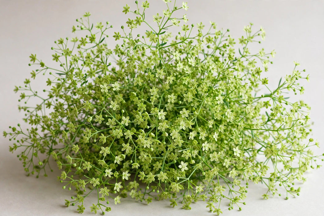 Next Day Delivery - BRILLANTINA 60cm 10st - Green - 100 Stems [Limited]