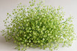 Next Day Delivery - BRILLANTINA 60cm 10st - Green - 100 Stems [Limited]