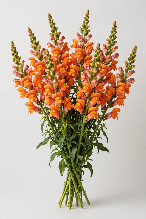 Next Day Delivery - Snapdragon Orange 90CM 14BU/BX