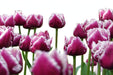 Tulip Collective - Frill San Martin 37Cm 30Gr - Bicolor Purple-White - 150 Stems