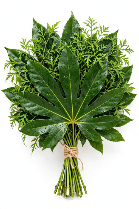 Aralia Green - 10 Bunches/Box