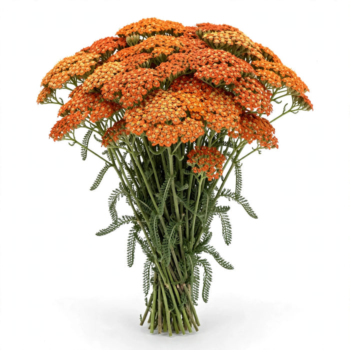 Next Day Delivery - ACHILLEA ORANGE 60cm 10st - Orange - 150 Stems [LIMITED]