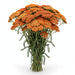 Next Day Delivery - ACHILLEA ORANGE 60cm 10st - Orange - 150 Stems [LIMITED]