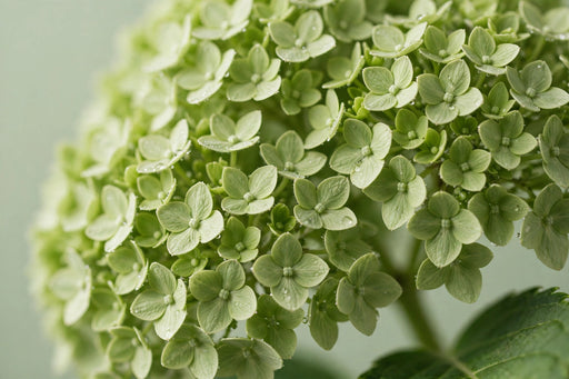 Hydrangea Classic Cannon Ball 60CM 20CM - Green - 20 Stems