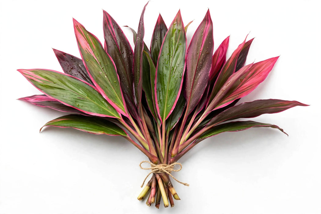 Ti Leaves Assorted - 10 Bunches/Box