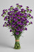 Mini Carnation Purple Epsilon - 15 Bunches