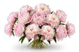Next Day Delivery - Peonies Light pink Alertie 50 cm - 100 Stems [LIMITED]