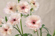 Ranunculus Flower Collection - Butterfly Ranunculus Ariadne Blush Pink 40-50CM (120 STEMS / BX)
